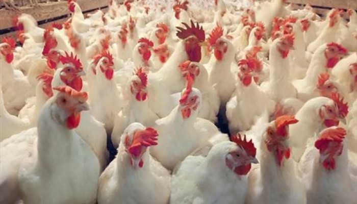 «الثروة الداجنة»: زيادة أسعار الدواجن نتيجة رفع الوقود
