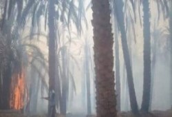 حريق هائل يلتهم 10 أفدنة نخيل بالخارجة وإخلاء 3 منازل دون إصابات