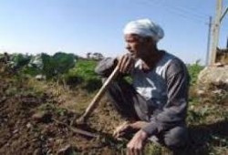 حكومة الانقلاب تذبح الفلاحين وترفع أسعار الأسمدة!