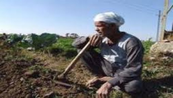 حكومة الانقلاب تذبح الفلاحين وترفع أسعار الأسمدة!