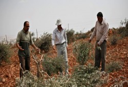 مستوطنون يهود يقطعون 350 شجرة عنب جنوب بيت لحم