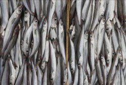 الأسماك الدهنية تكافح سرطان العظام (دراسة)