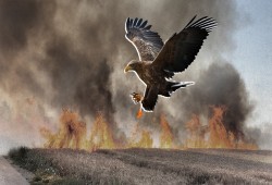 "يديعوت": "طيور المولوتوف" سلاح حماس الجديد.. كيف؟