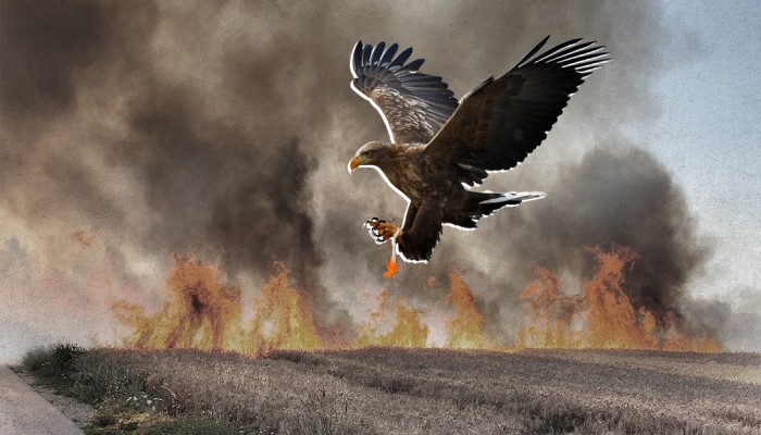 "يديعوت": "طيور المولوتوف" سلاح حماس الجديد.. كيف؟