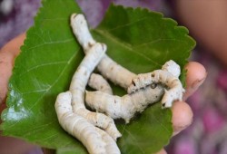 ديدان صغيرة تعود للحياة بعد 42 ألف عام