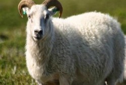 قبل شراء لحم الضأن.. تعرف على شروط سلامتها وطهيها الصحي