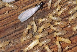 النمل الأبيض يهاجم مواطني أسوان.. ومسؤولي الانقلاب لا يتحركون