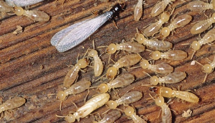 النمل الأبيض يهاجم مواطني أسوان.. ومسؤولي الانقلاب لا يتحركون