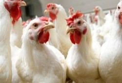 الثروة الداجنة: 50% من المحال أغلقت أبوابها اليوم