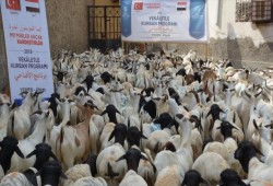 بتمويل تركي.. توزيع لحوم أضاحي على 31 ألف أسرة يمنية