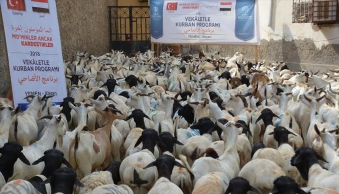 بتمويل تركي.. توزيع لحوم أضاحي على 31 ألف أسرة يمنية
