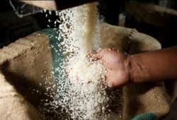 حكومة الانقلاب تصدم مزارعي الأرز.. وتوقعات بارتفاع أسعاره