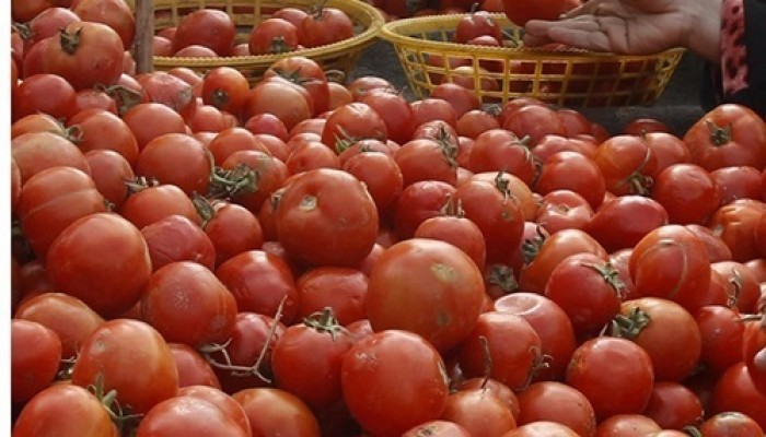 الطماطم تواصل الارتفاع والكيلو يصل إلى 10 جنيهات