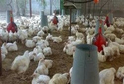 الكيلو بـ 32 جنيها.. «الثروة الداجنة» تكشف أسباب أرتفاع أسعار الدواجن