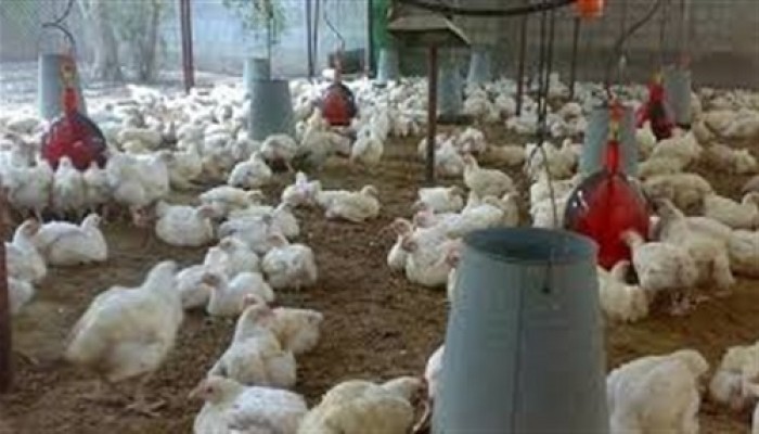 الكيلو بـ 32 جنيها.. «الثروة الداجنة» تكشف أسباب أرتفاع أسعار الدواجن