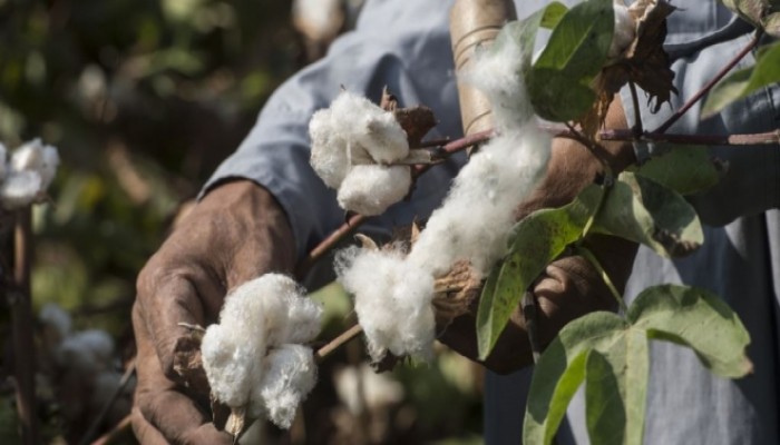 الوكالة الفرنسية: القطن المصري في ذمة الله