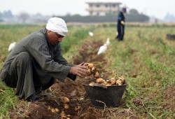 حكومة الانقلاب تخطط لتسريح مليوني موظف وتحذيرات من تفاقم البطالة