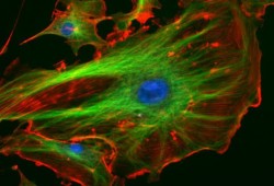 تجارب مثيرة عن استخدام خلايا بشرية بصناعة كمبيوتر المستقبل