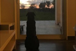 على باب المنزل منذ ثلاثة أسابيع.. كلب سالا ينتظر غائبا لن يعود