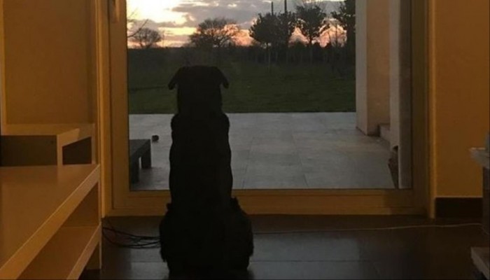 على باب المنزل منذ ثلاثة أسابيع.. كلب سالا ينتظر غائبا لن يعود