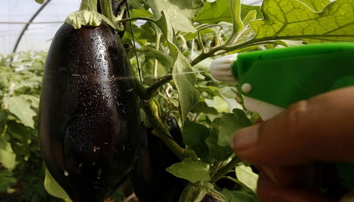 صحيفة ألمانية: الباذنجان "غذاء خارق".. وهذه فوائده