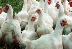 قفزة جديدة في أسعار الذهب والدواجن بالسوق المحلية