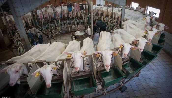 للتخلص من انتفاخ المعدة.. عليك بحليب الماعز