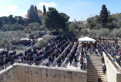 40 ألفًا يؤدون الجمعة في الأقصى