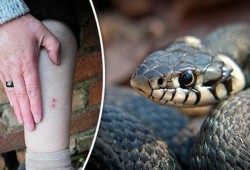 وفاة أول ضحايا هجوم "الثعابين" في "المنوفية"