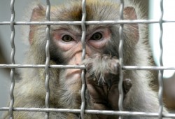 علماء يزرعون جينة من الدماغ البشري لدى قردة في الصين