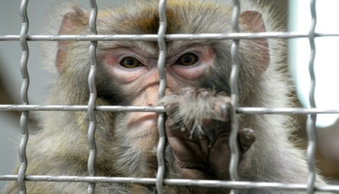 علماء يزرعون جينة من الدماغ البشري لدى قردة في الصين