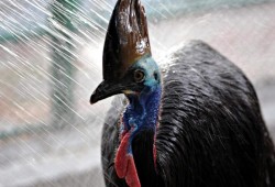 "أخطر الطيور في العالم" يقتل مالكه في منزل بفلوريدا