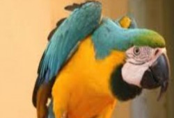 شرطة البرازيل تحتجز "ببغاء" يحذر تجار المخدرات من الأمن