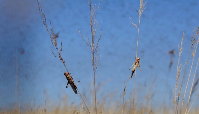 أسراب جراد تظهر في جنوب مصر قادمة من السودان