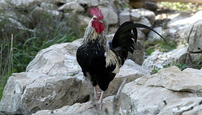 في فرنسا.. ديك يمثل أمام المحكمة بسبب صياحه القوي