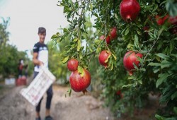 عصير الرمان يحافظ على صحة دماغ الجنين