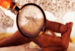 إندونيسيا.. 94 وفاة بـ"حمى الضنك" منذ مطلع 2020