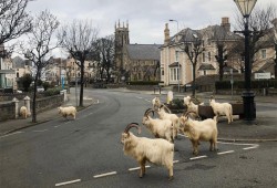 الماعز في ويلز والذئاب في سان فرانسيسكو.. كورونا يفتح شوارع المدن للحيوانات البرية