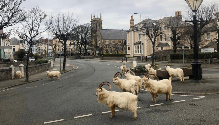 الماعز في ويلز والذئاب في سان فرانسيسكو.. كورونا يفتح شوارع المدن للحيوانات البرية