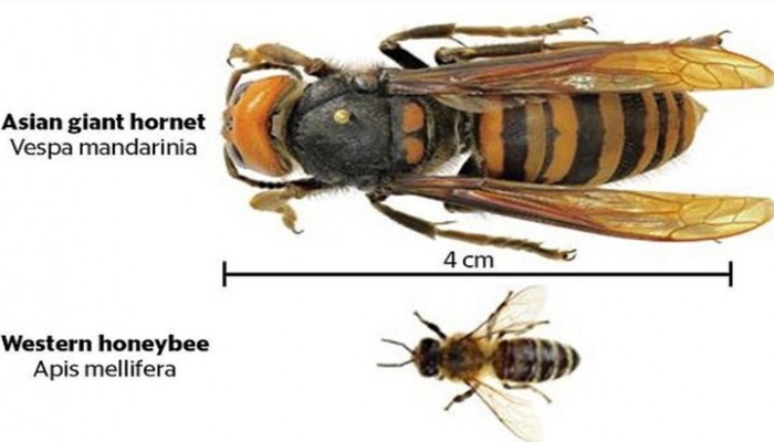 دبابير "قاتلة" وسحال عملاقة تغزو الولايات المتحدة