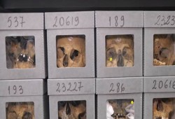 باحتفاء مهيب.. الجزائر تستقبل رفات 130 مقاوما للاستعمار