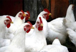 الركود يصيب قطاع الدواجن على الرغم من تراجع الاسعار 30%