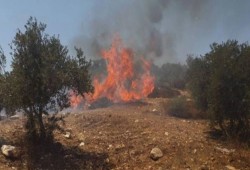 مستوطنون يحرقون 50 شجرة زيتون غرب سلفيت
