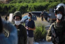 مستوطنون يسرقون ثمار الزيتون بنابلس وسلفيت