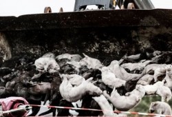 خبراء يحذرون من سلالة متحورة من فيروس كورونا قد تعيق العلاج