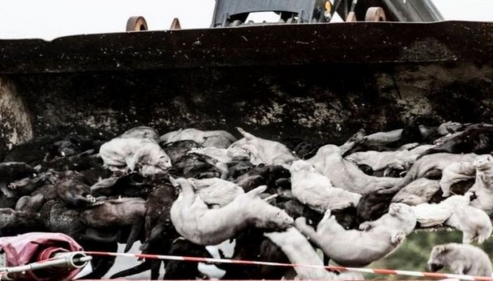 خبراء يحذرون من سلالة متحورة من فيروس كورونا قد تعيق العلاج