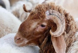 وزير سوداني: السعودية تسحب رخص استيراد الماشية