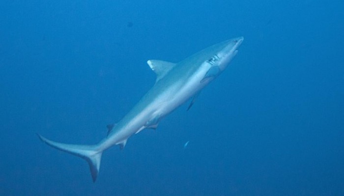 توقف الغوص في مرسى علم بعد هجوم سمكة قرش على سائحة ألمانية