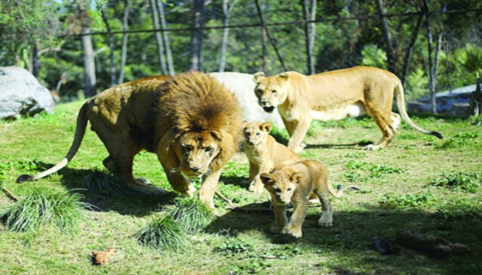 «كورونا» يهدد حياة 4 أسود في إسبانيا
