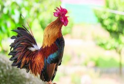 السجن 5 أشهر لفرنسي قتل «ديكاً»